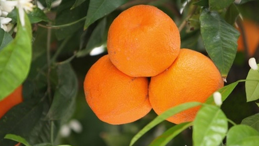 orange